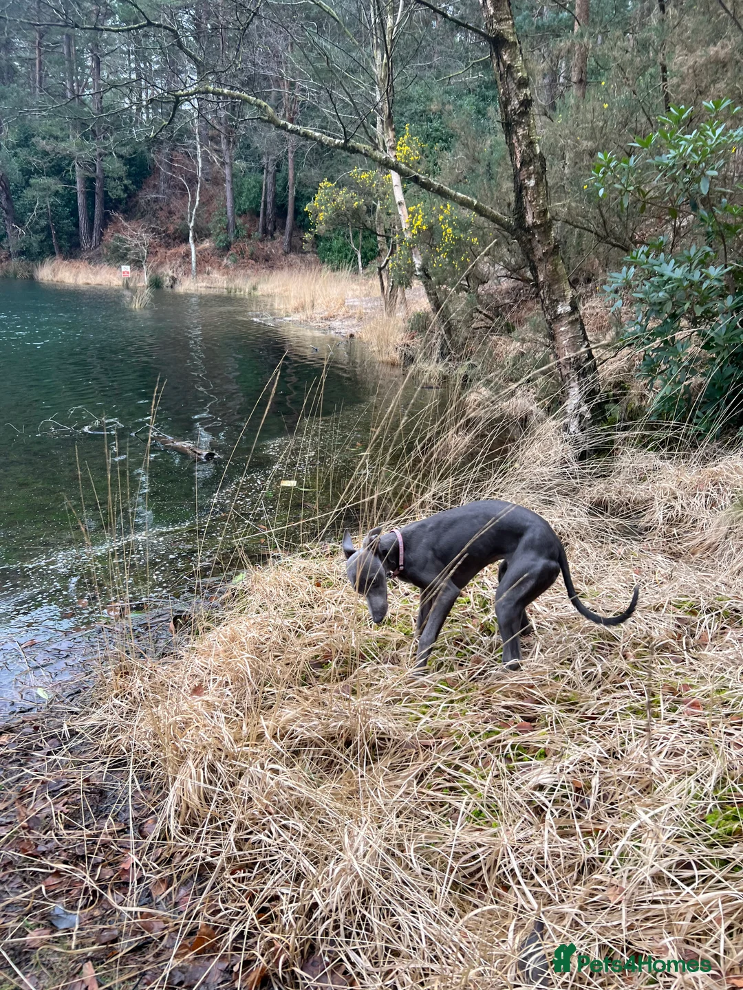 Whippet dogs for sale: KC reg blue whippet female - Advert 4