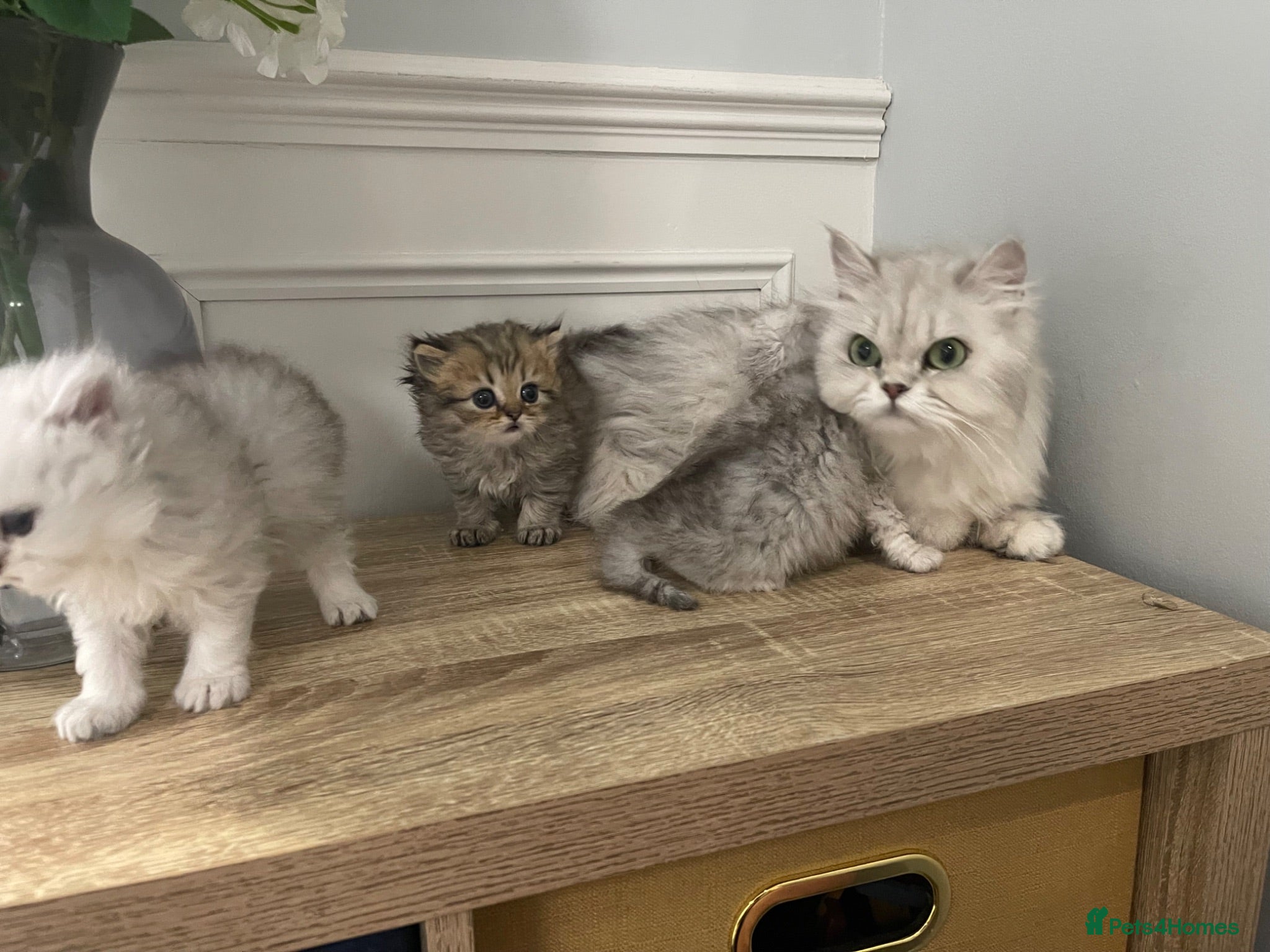 Persian cats Doll Faced Persian kittens  - Advert 1