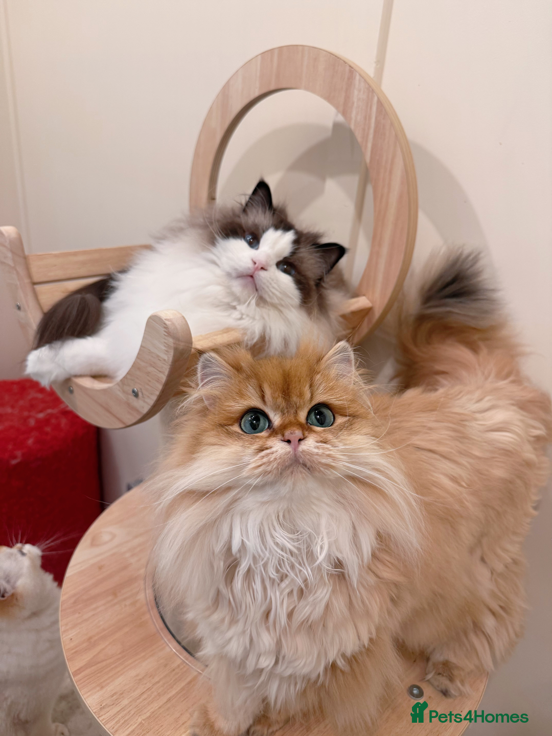 Ragdoll cats for sale: Stunning Ragdoll, BSH & Golden Longhair - Advert 10