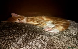 Domestic Shorthair cats for sale: 4 domestic shorthair kittens - Image 3