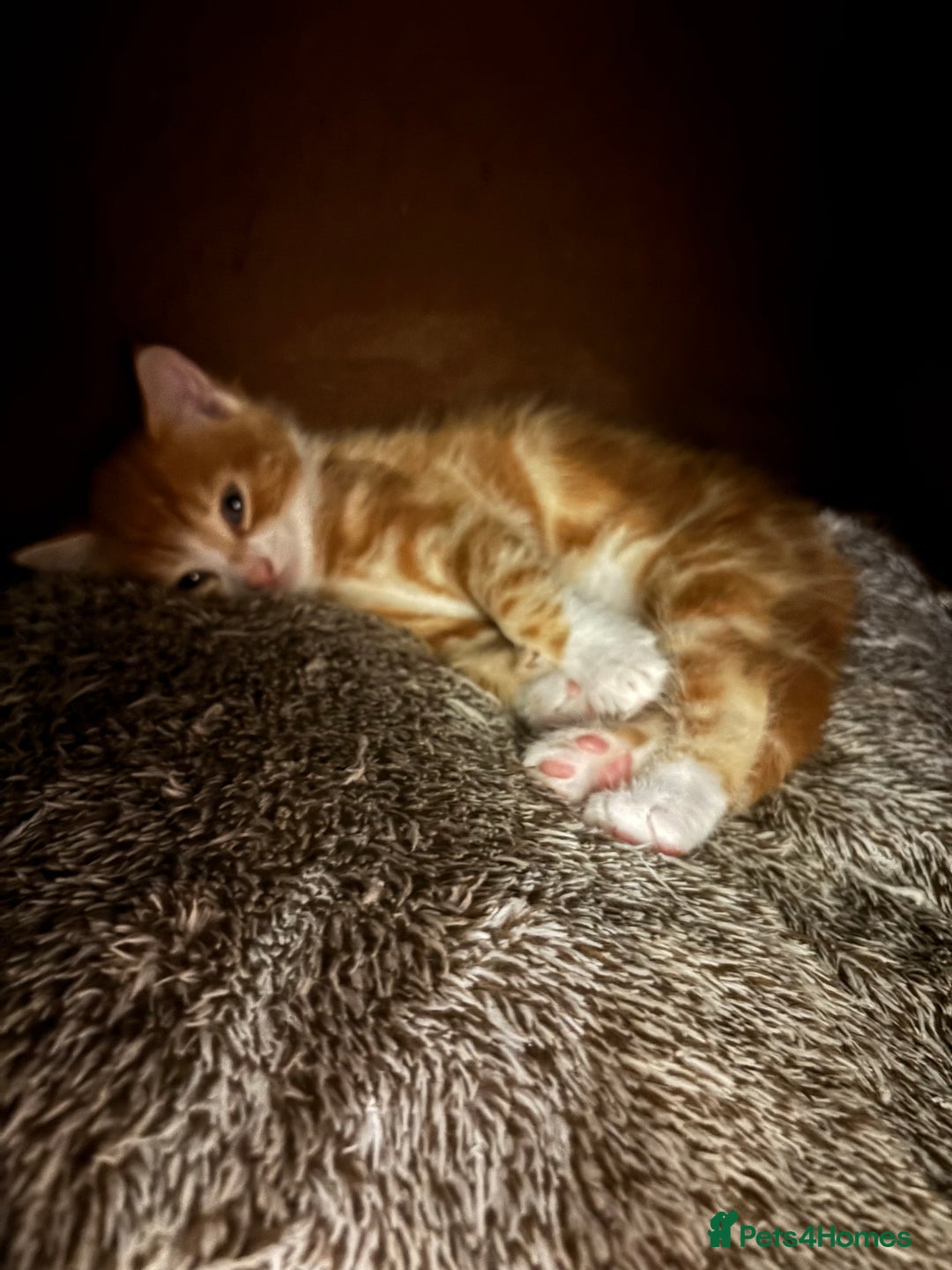 Domestic Shorthair cats for sale: 4 domestic shorthair kittens - Image 3