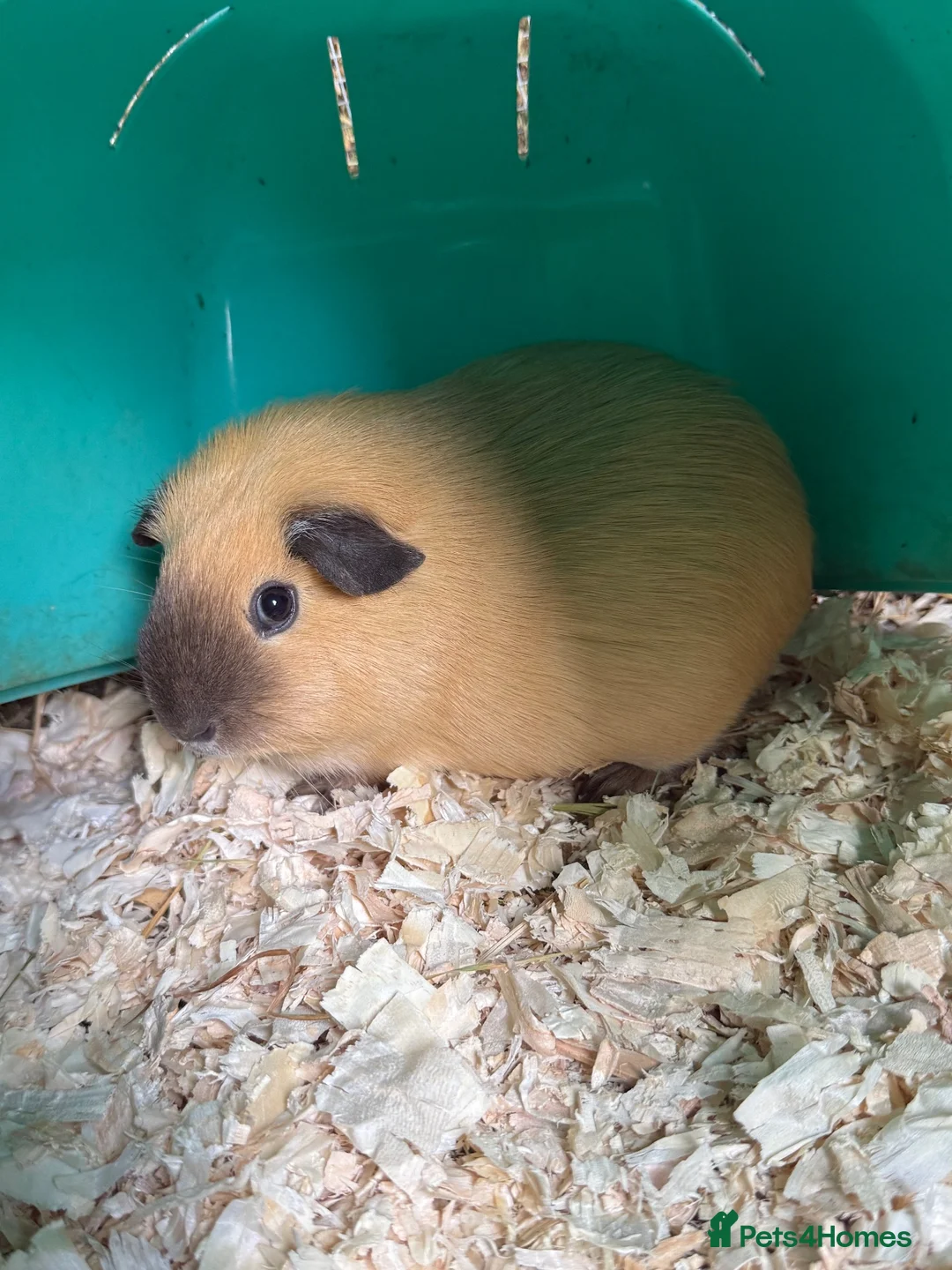Guinea Pig rodents for sale: Abyssinian and Californian Guinea pigs - Advert 3