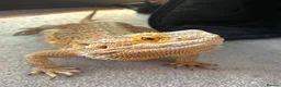 Bearded Dragon reptiles for sale: Bearded Dragon + Full Set Up  in London - Advert 3