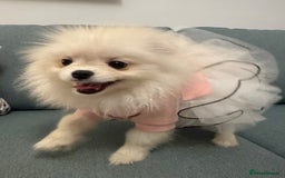 Pomeranian dogs for sale: Pomeranian girl - Image 3