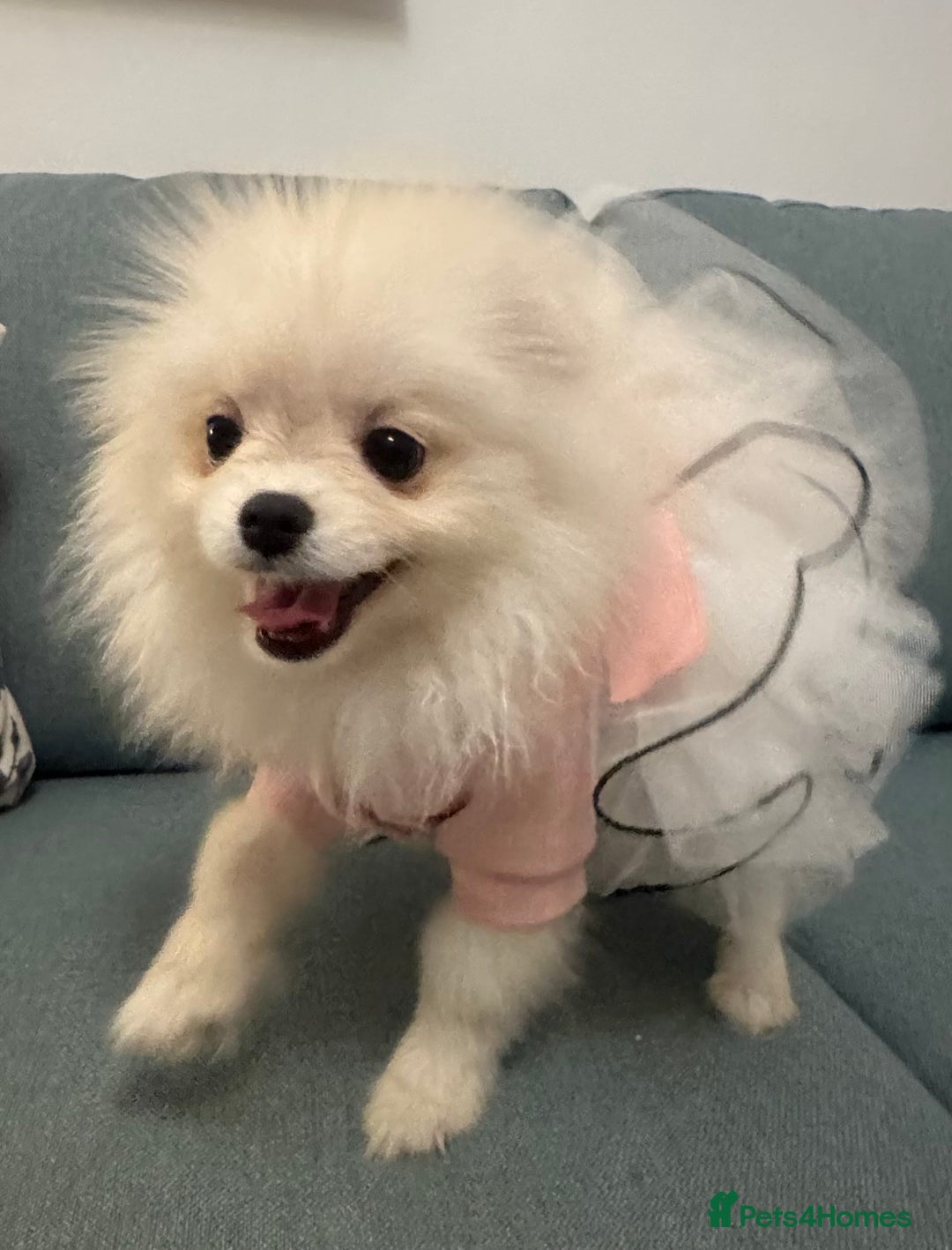 Pomeranian dogs for sale: Pomeranian girl - Image 3