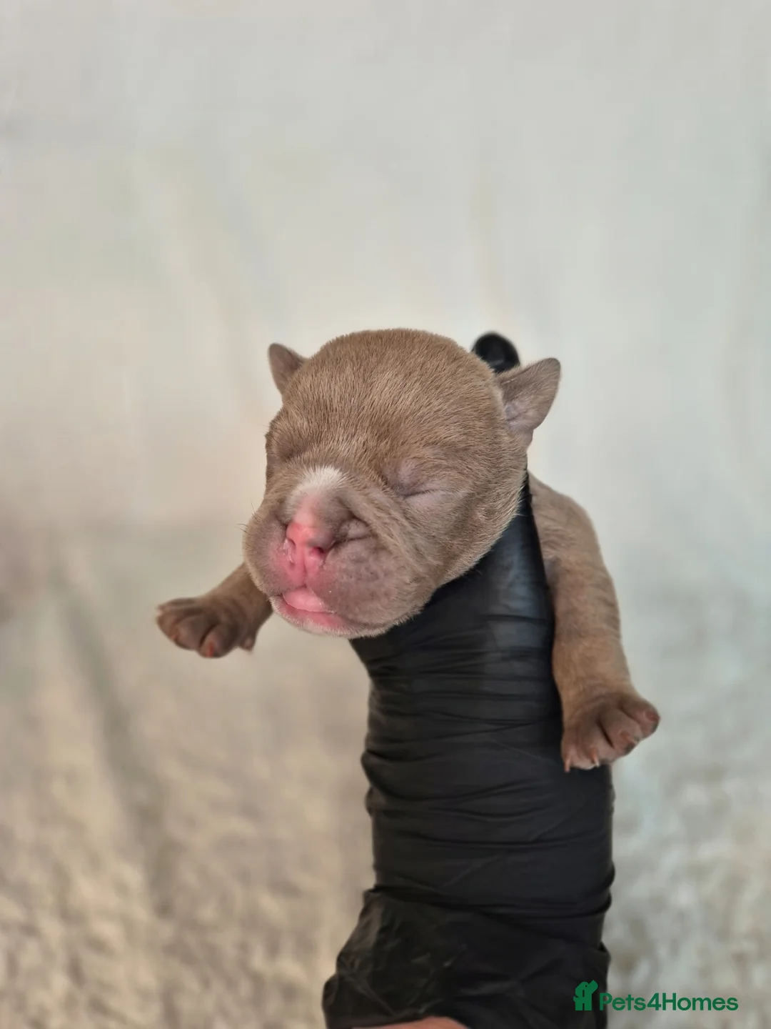 Olde English Bulldogge dogs for sale: F4 Olde English Bulldogge puppys❤️ - Advert 2