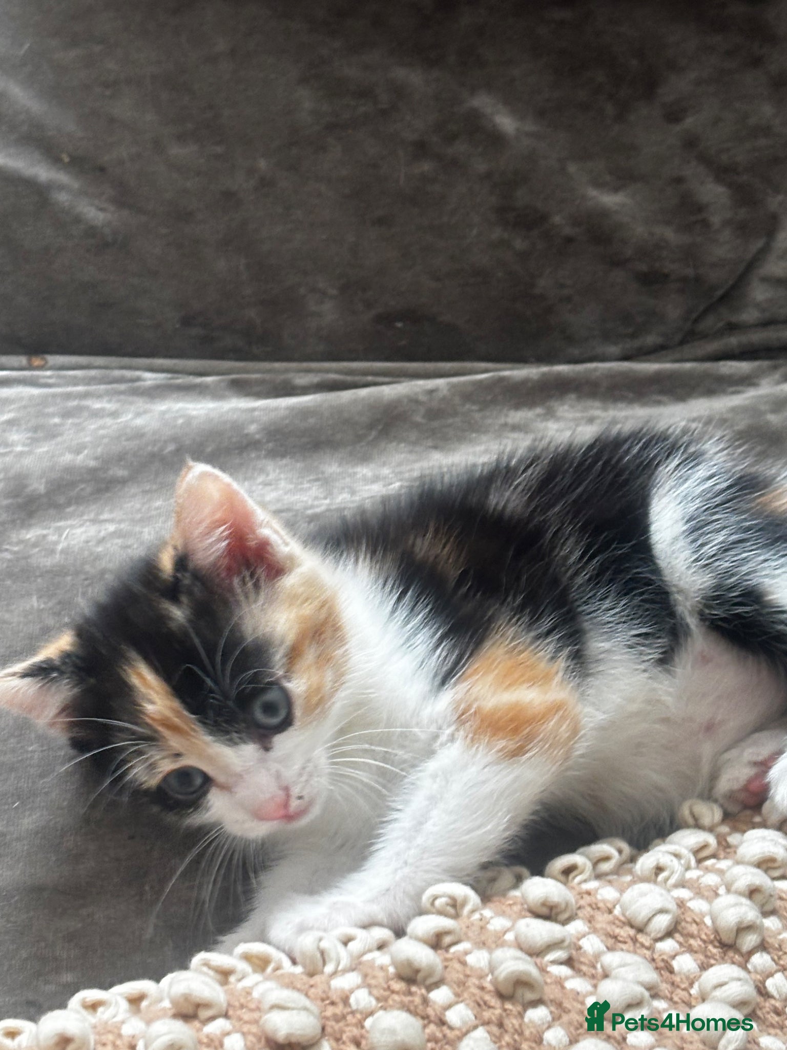 Domestic Shorthair cats for sale: Calico and Ginger kittens  - Advert 5