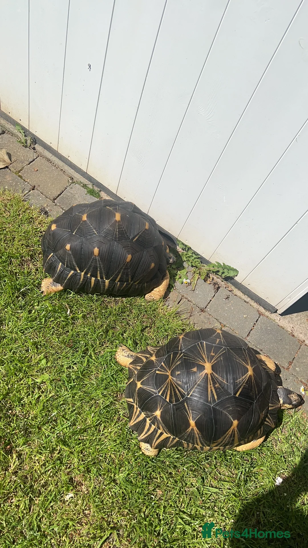 Tortoise reptiles for sale: CB Radiated Tortoise - Advert 2