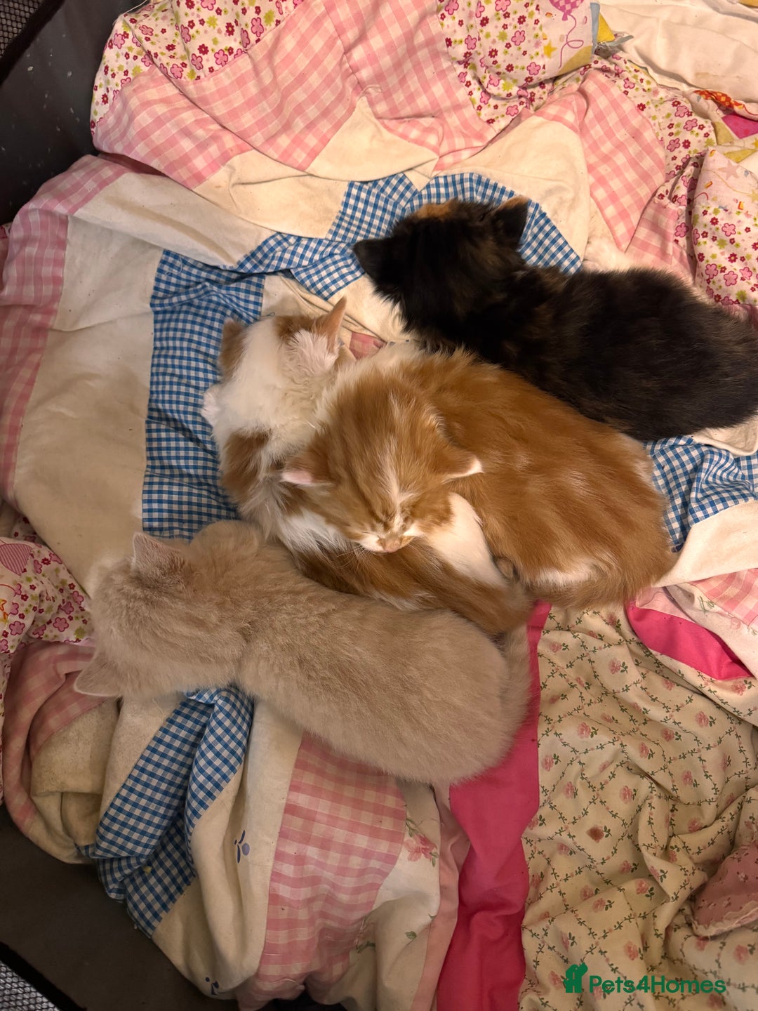 Domestic Shorthair cats for sale: 4 lovely little kittens  - Advert 13