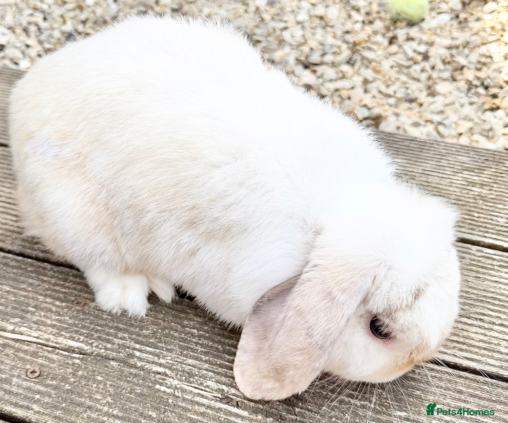 Mini Lop rabbits  cute mini lop - Advert 6