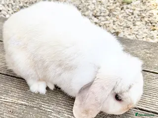 Mini Lop rabbits cute mini lop - Advert 6