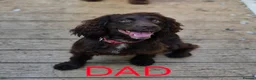 Sprocker dogs for sale: Sproker Puppies  - Advert 2