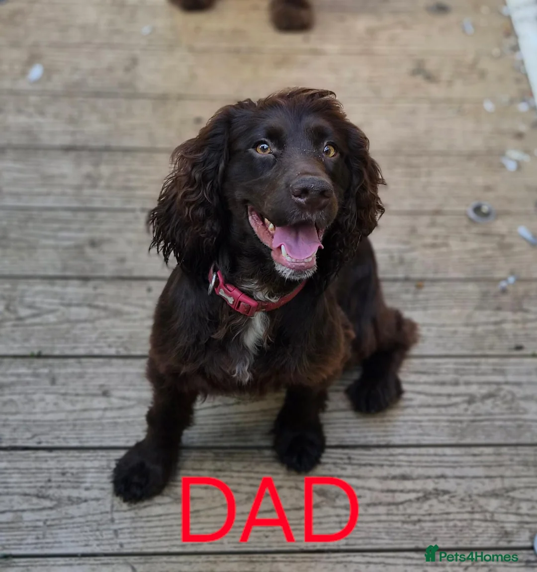 Sprocker dogs for sale: Sproker Puppies  - Advert 2