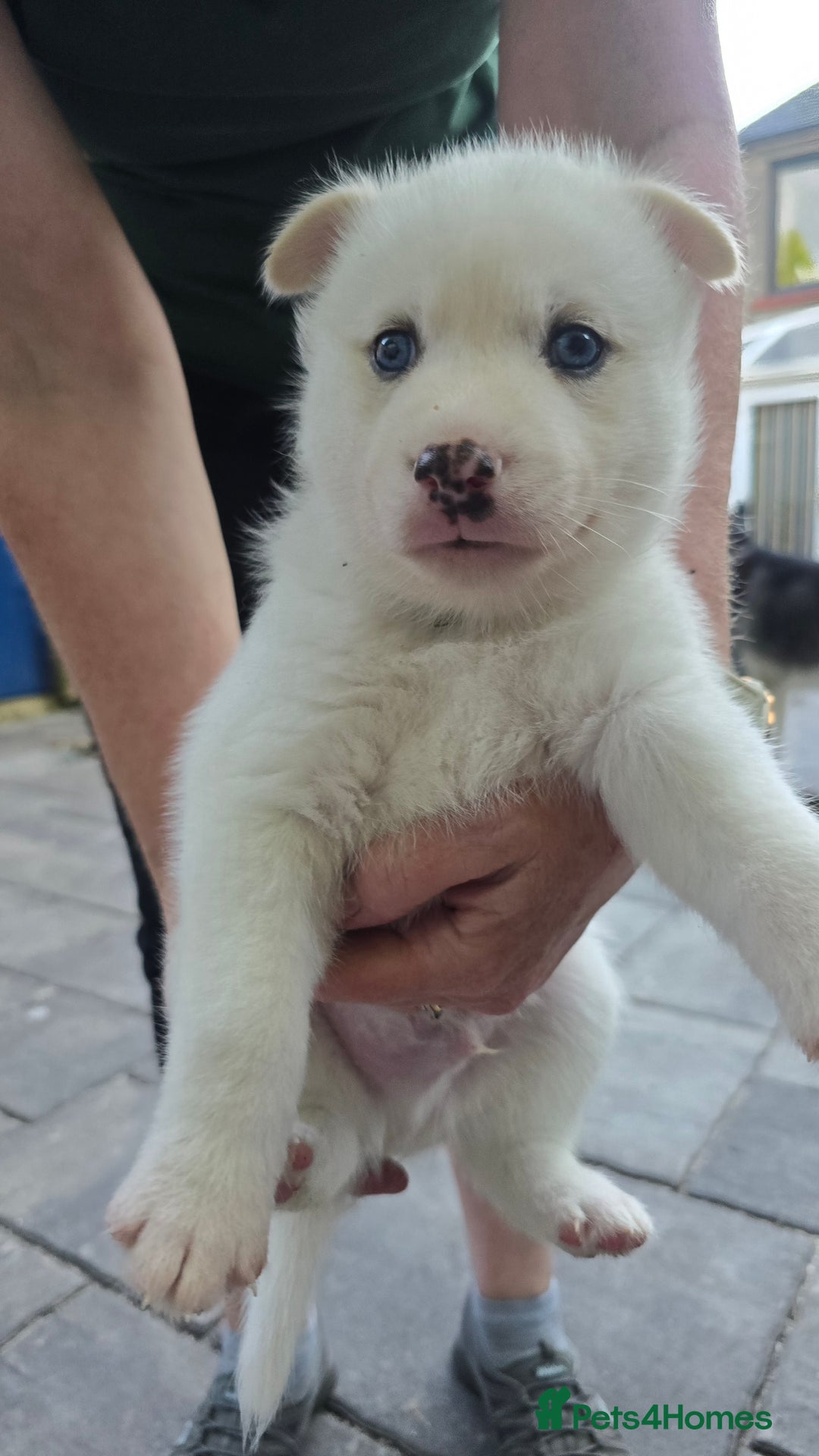 Siberian Husky dogs for sale: Siberian husky pups  - Image 2