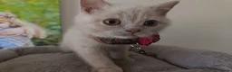 British Shorthair cats for sale: GCCF registered cream and lilac BSH - Advert 12