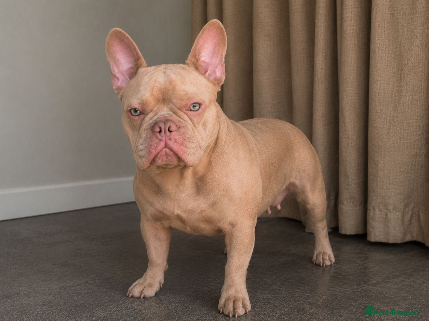 French Bulldog dogs reduced  French Bulldog Puppies - Advert 1