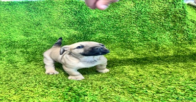 Mixed Breed dogs Puppies Boerboel x Bullmastiff/Dobbermann) - Advert 4