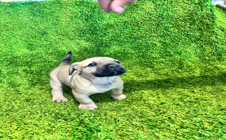 Mixed Breed dogs Puppies Boerboel x Bullmastiff/Dobbermann) - Advert 12