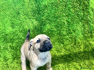 Mixed Breed dogs Puppies Boerboel x Bullmastiff/Dobbermann) - Advert 3