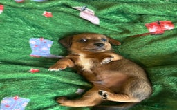 Miniature Dachshund dogs for sale: Dachshund x Jack Russell puppies (Jackshund) - Image 6