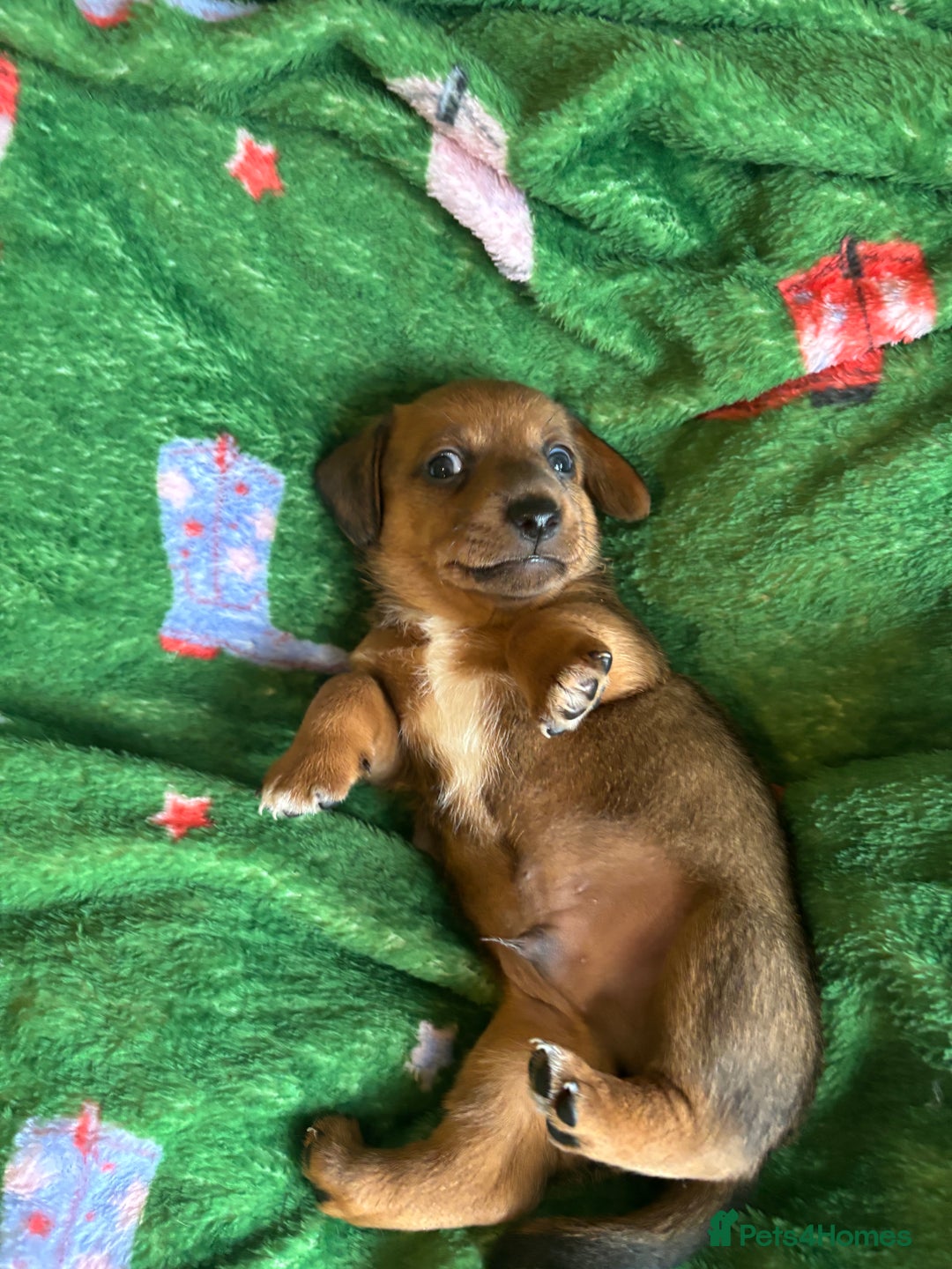 Miniature Dachshund dogs for sale: Dachshund x Jack Russell puppies (Jackshund) - Image 6