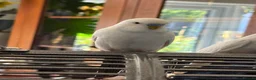 Budgerigars birds for sale: 2 Budgies for rehoming  - Advert 2