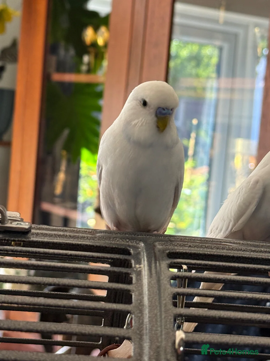 Budgerigars birds for sale: 2 Budgies for rehoming  - Advert 2
