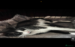 Domestic Shorthair cats for sale: 2 male kitten short haired  - Image 5