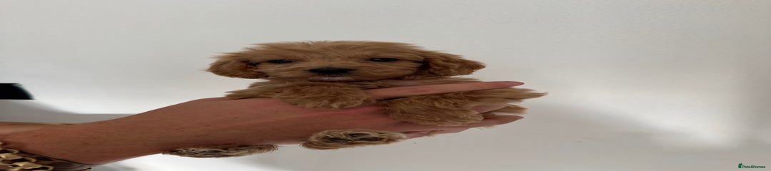 Cockapoo Puppy 1