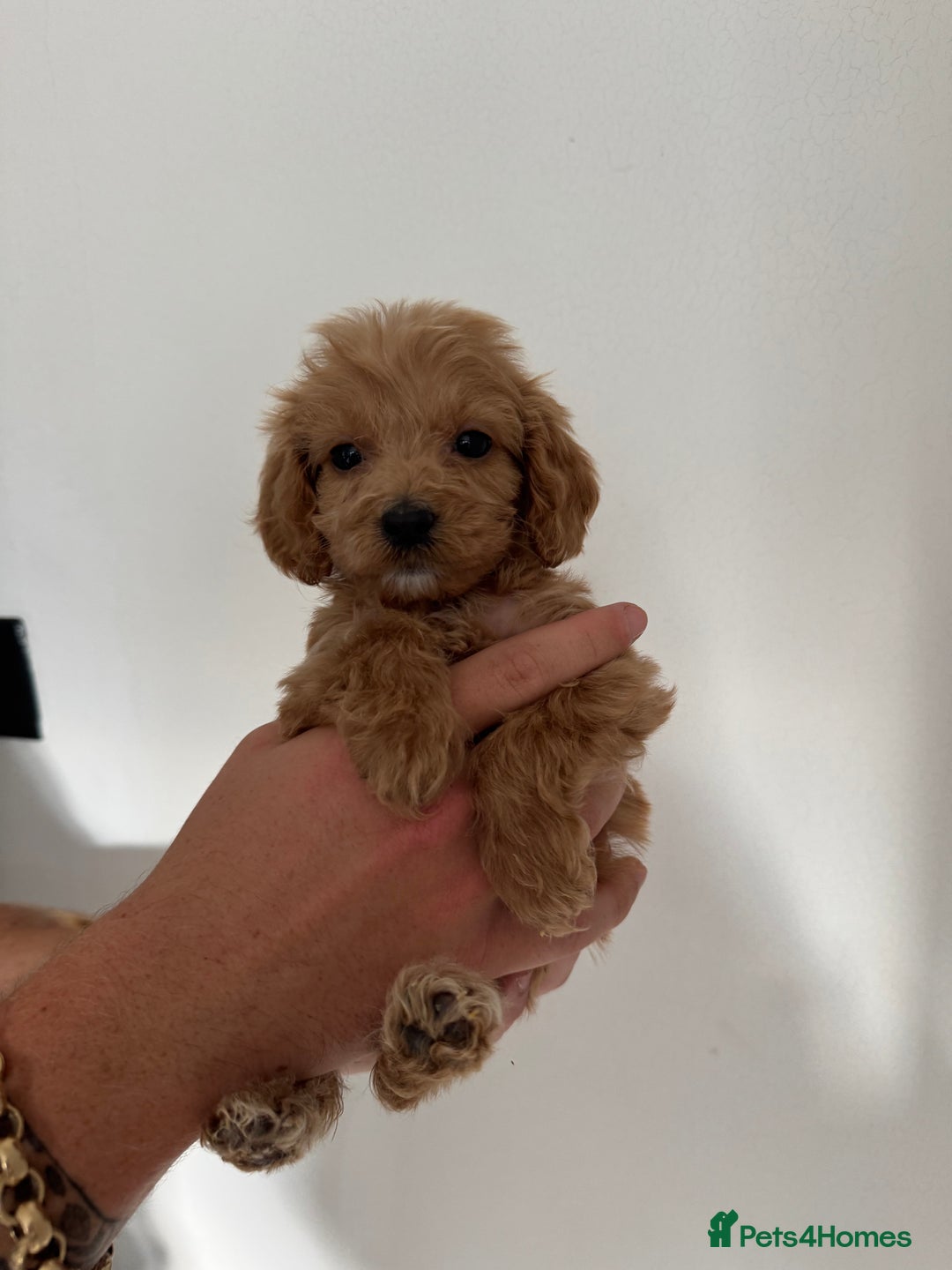 Cockapoo dogs for sale: cockapoo puppies  - Image 7