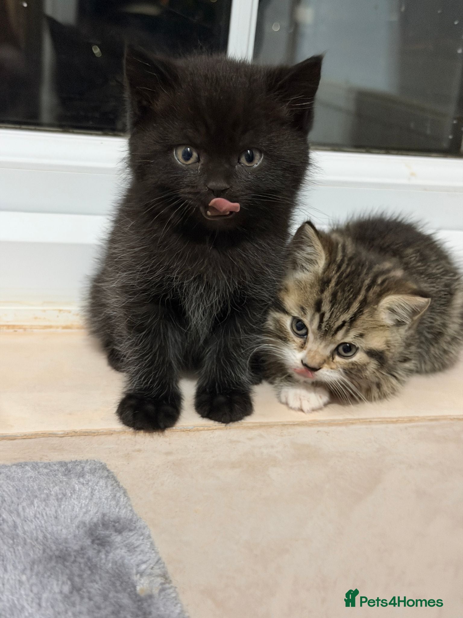 Mixed Breed cats British Shorthair Kittens (Mixed) - Advert 2