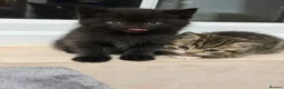 Mixed Breed cats for sale: British Shorthair Kittens (Mixed) in Hounslow - Advert 2
