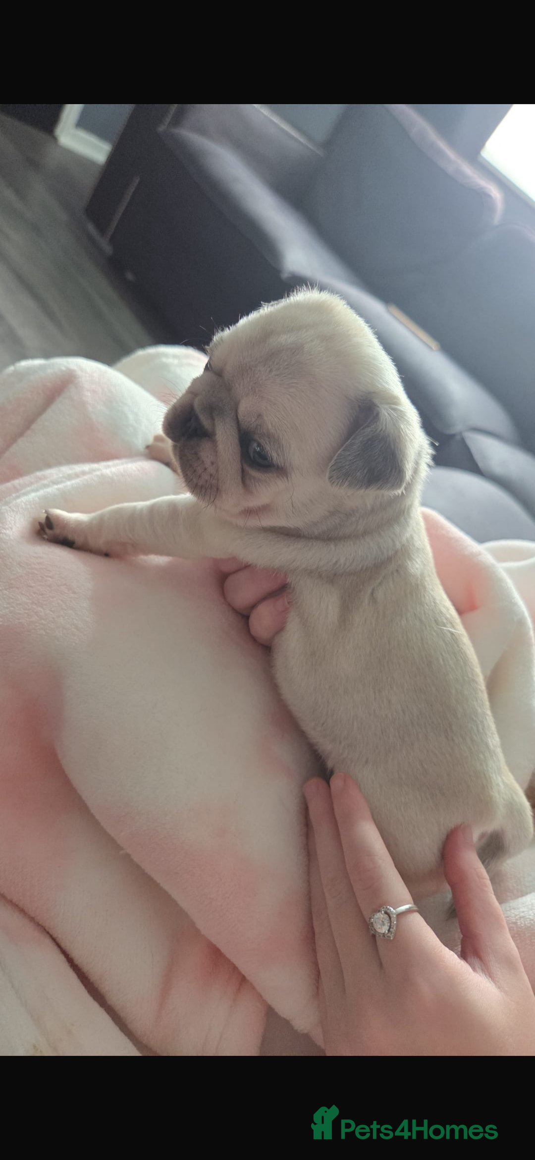 Pug dogs for sale: Pug pups for sale - Advert 7