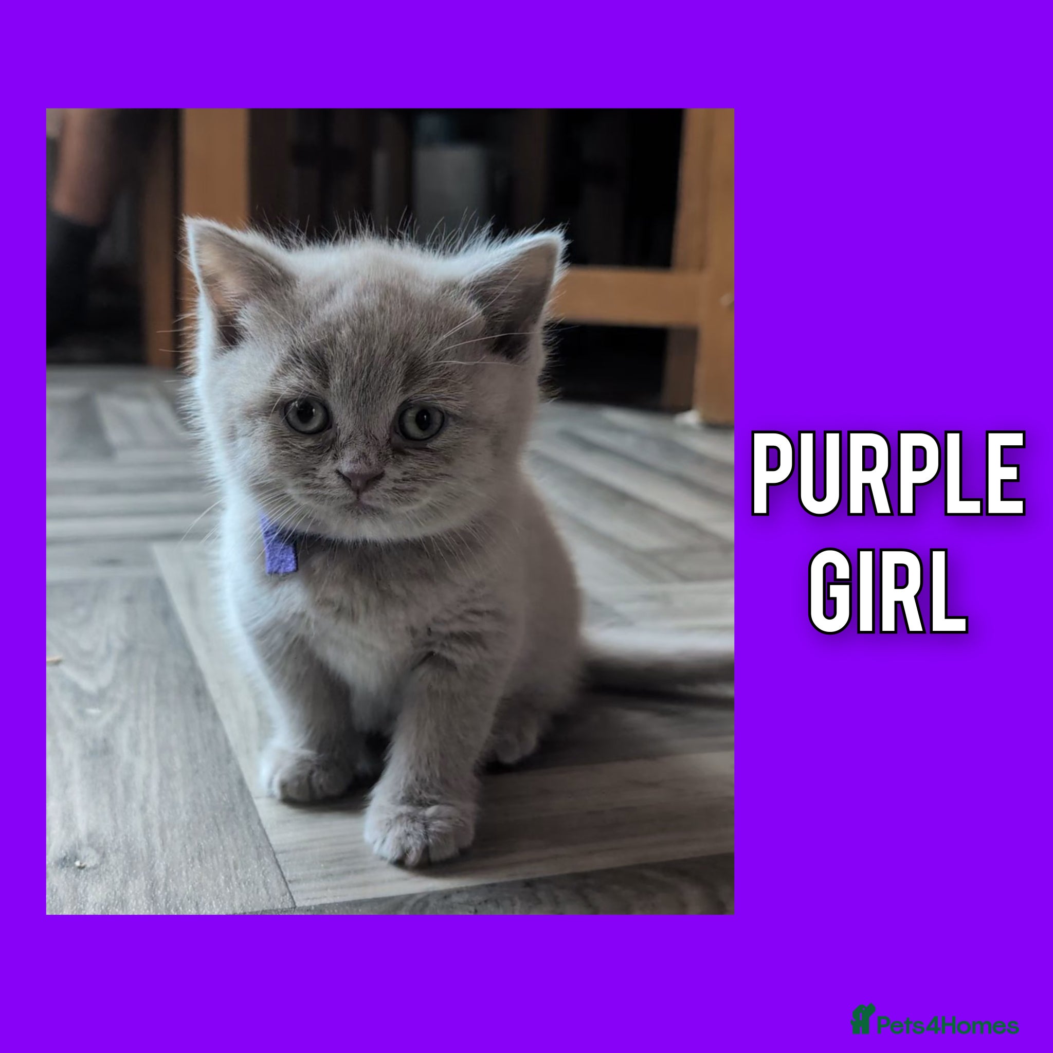 British Shorthair cats 5 Stunning Lilac Shorthair Kittens For Sale - Advert 2
