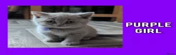 British Shorthair cats for sale: Stunning Lilac British Shorthair Kittens For Sale - Advert 36
