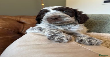 Cockapoo dogs - Advert 7