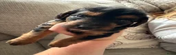 Mixed Breed dogs for sale: Beautiful Patterjack × Miniature Cockapoo Puppies - Advert 8