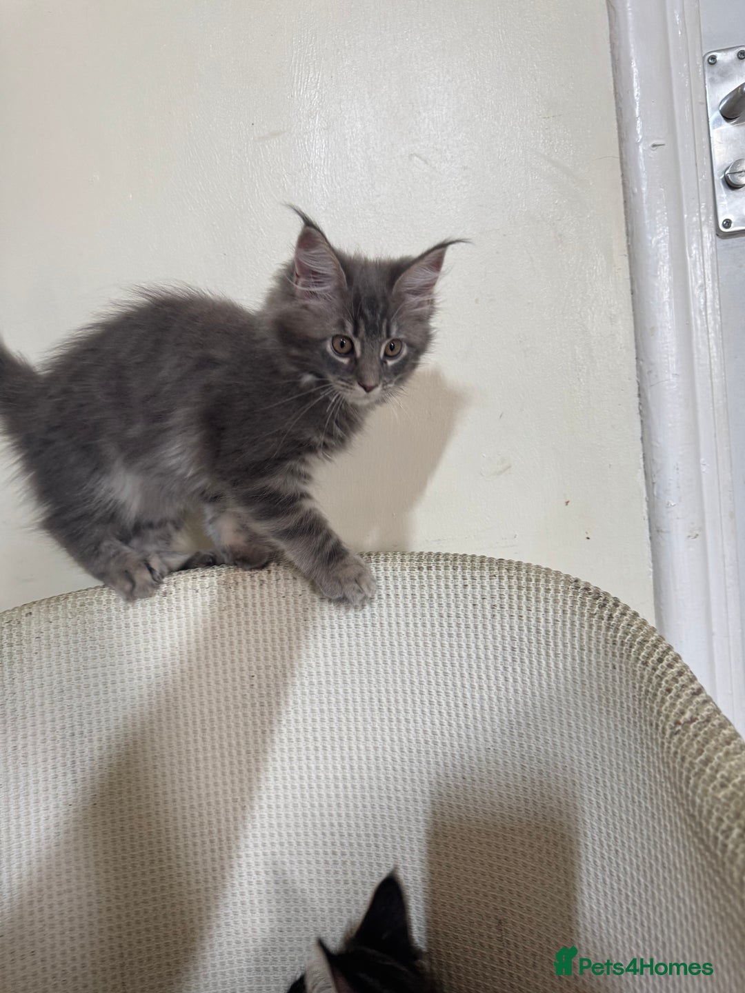 Maine Coon cats for sale: Ready Now! Pedigree Mainecoon kittens  - Image 7