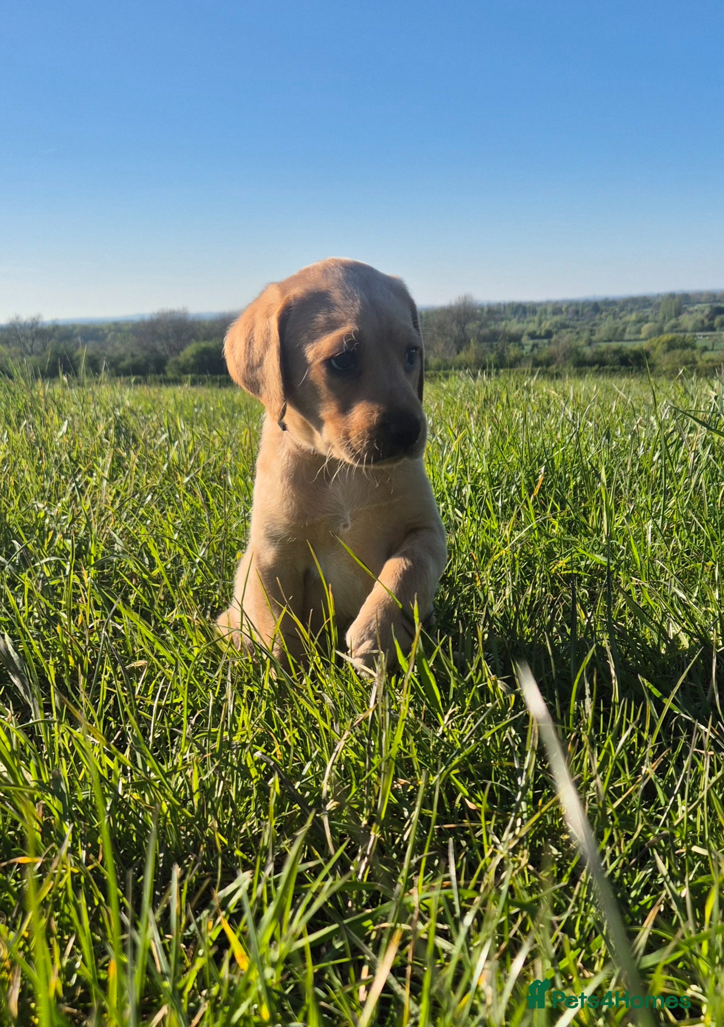 Labrador Retriever dogs Kc registered Labrador puppies  - Advert 1