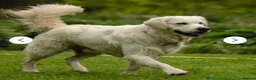 Golden Retriever dogs for sale:     KC Golden Retriever Puppies Due October - Advert 8