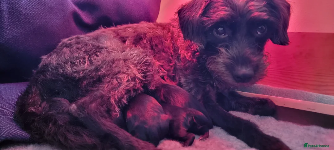 Mixed Breed dogs for sale: Cocker Spaniel X Mini Poodle X Border Terrier Pups in Pickering - Advert 13