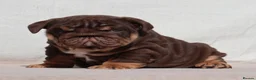 English Bulldog dogs for sale: 2 Handsome boys 💙 in Swindon - Advert 11