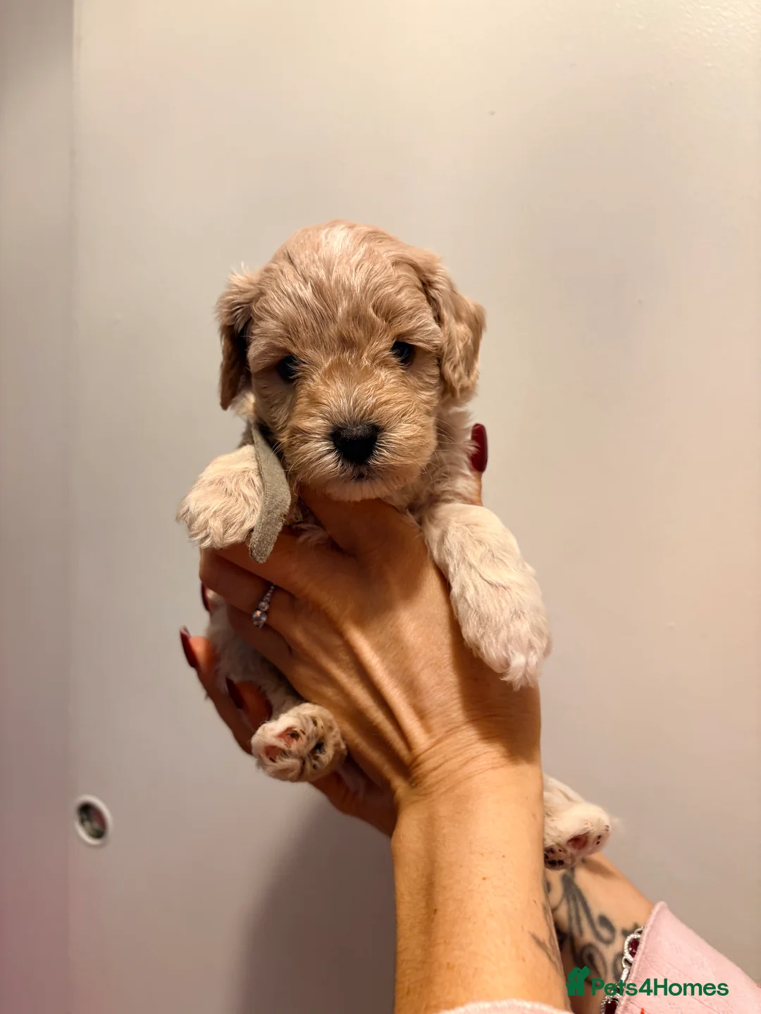 Cockapoo dogs for sale: F1B cockapoos last boy left  - Advert 27