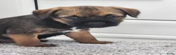 Border Terrier dogs for sale: Border  terrier. in Ashford - Advert 2