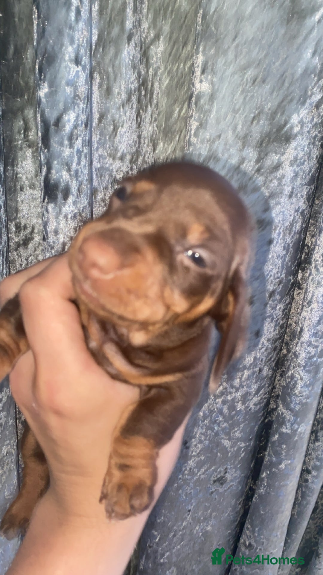 Miniature Dachshund dogs for sale: 2 miniature dachound for sale white/brown  - Image 7