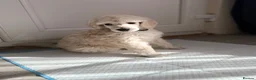 Standard Poodle dogs for sale: KC STANDARD POODLE PUPPIES - Advert 19