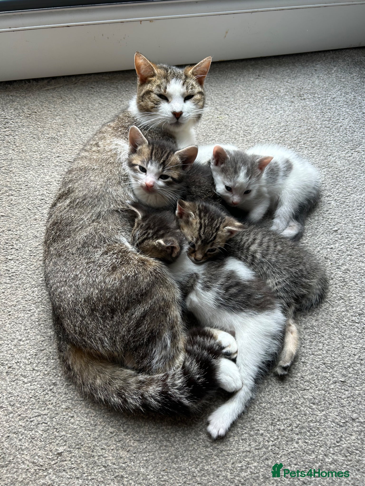 Mixed Breed cats Tabby and grey with white kittens  - Advert 3
