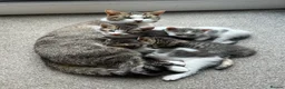 Mixed Breed cats for sale: Tabby and grey with white kittens  in Stroud - Advert 1