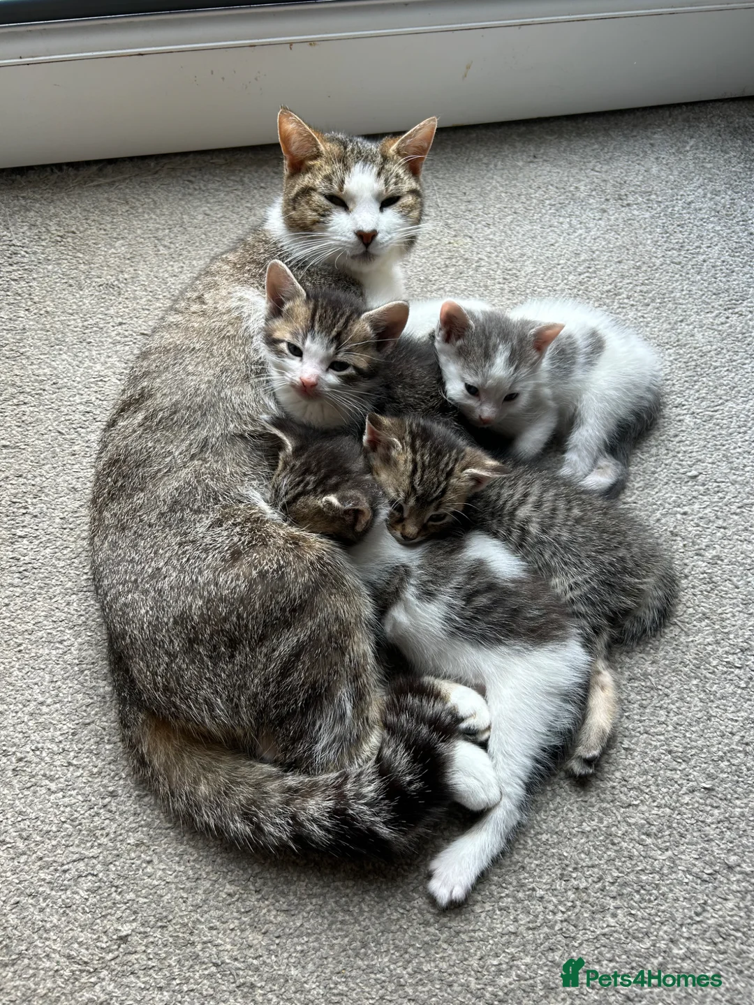 Mixed Breed cats for sale: Tabby and grey with white kittens  in Stroud - Advert 1