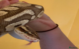 Python Snake reptiles for sale: ball python (please read description)  - Image 1